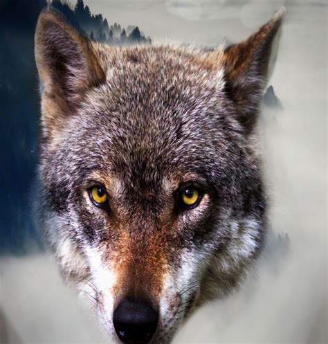 free wolf stock photos|downloadable wolf pictures.